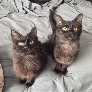 Meet your Posher, Samantha